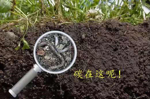 碳在這呢！